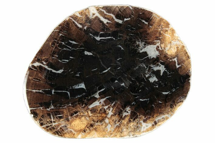 Jurassic Purbeck Fossil Wood Slab - Dorset, England #284995